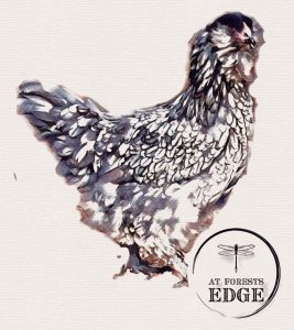 Watercolor of an Ameraucana chicken