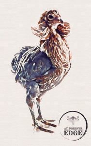 Watercolor of an Araucana Chicken
