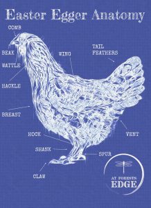 Blue Print of Easter Egger Chicken Anatomy