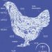 Blue Print of Easter Egger Chicken Anatomy