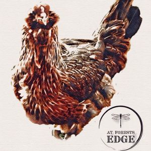 Easter Egger Chicken Watercolor Painting