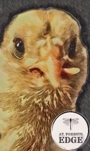 Pastel drawing of chick with scissor beak.