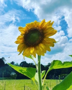 sunflower looking up at the blue sky