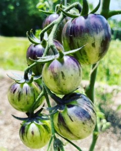 Black strawberry tomatoes I grew from seed in my garden outstide