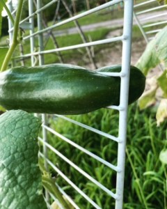 vertical gardening cucumber stuck in a trellis