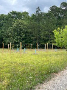 Vertical gardening wire trellis for grapes and muscadine vines