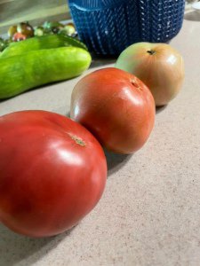 tomato blushing and ripening