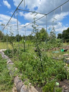 tomato mistakes in a log raised garden bed