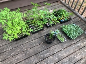 hardening off tomato seelings