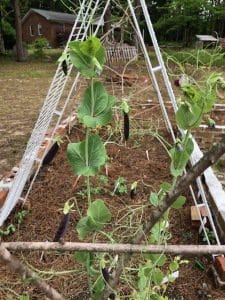vertical gardening a-frame trellis