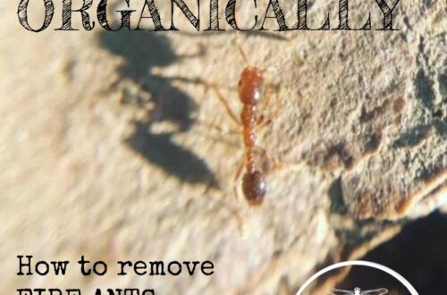 tackling fire ants organically
