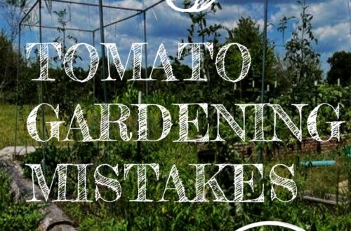 5 tomato mistakes to avoid