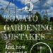 5 tomato mistakes to avoid