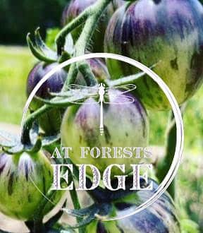 growing tomatoes vine at forests edge