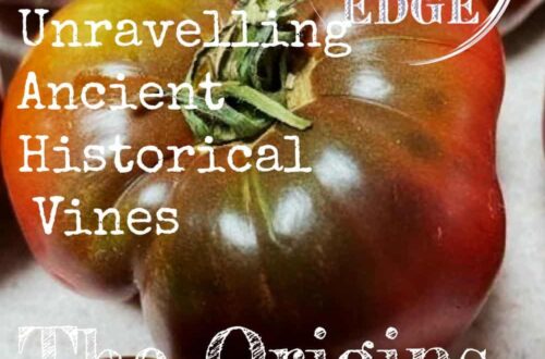 tomato history origin story