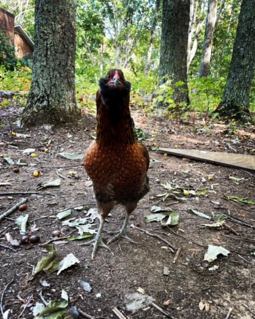 Easter Egger Chicken