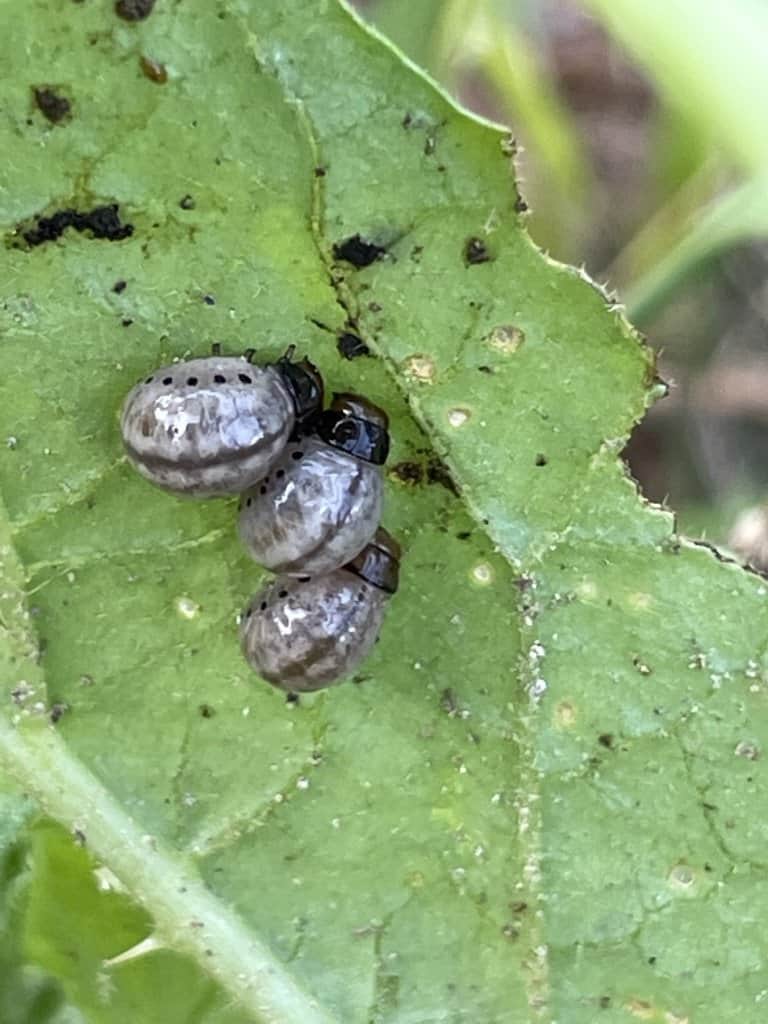 Can chickens eat bugs? I wouldn't mind if they ate these false potato beetles from my garden!