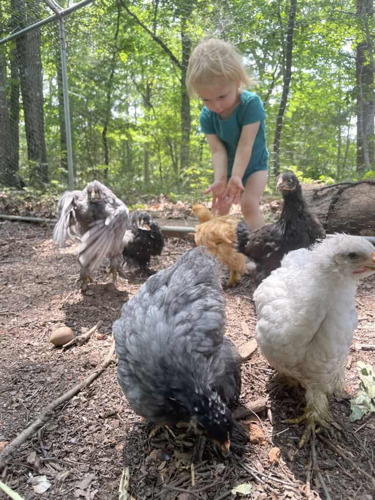 Cochin's are a fantastic Kid-friendly chicken breed
