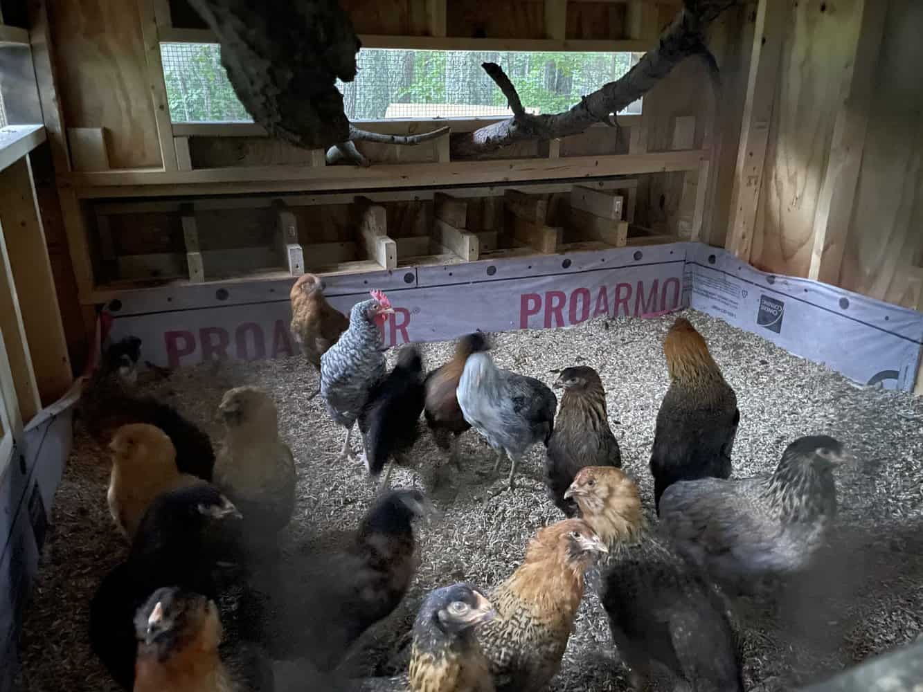 The Perfect Chicken Coop A Complete Guide