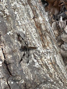 beneficial bugs in the garden dragonfly