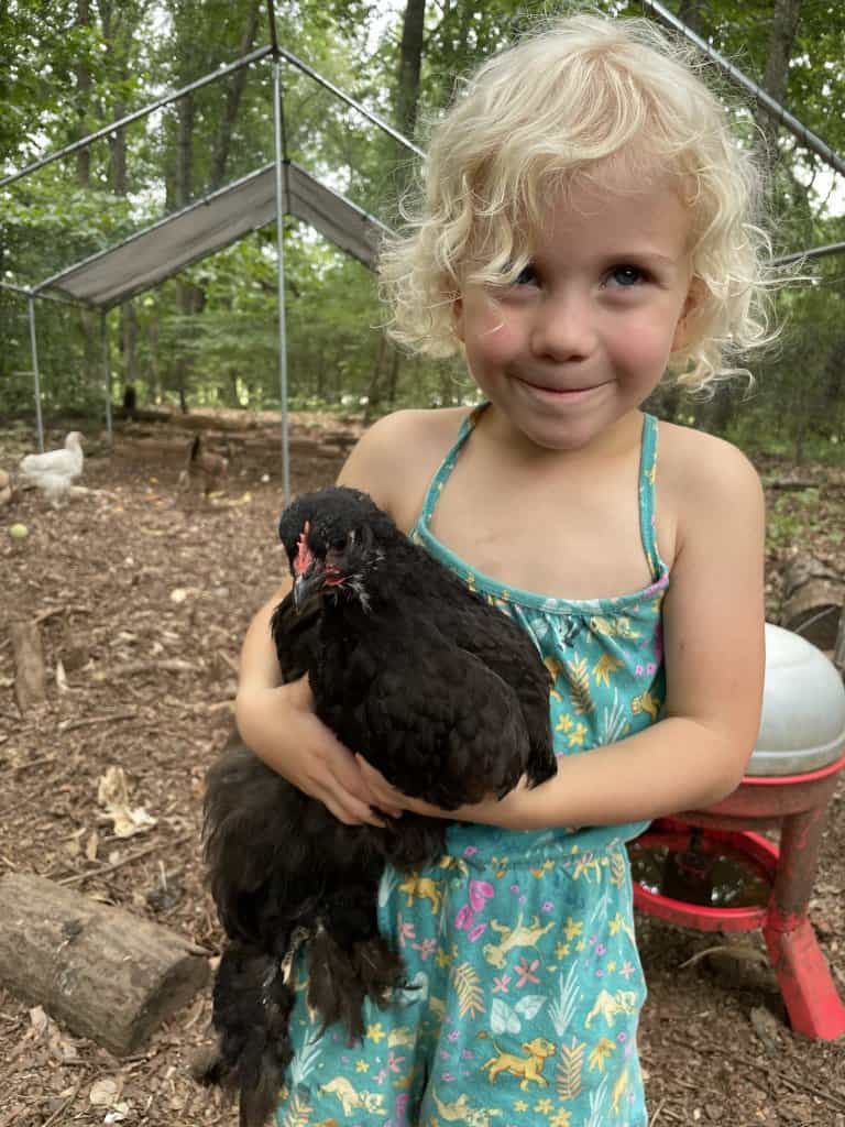 kid-friendly chicken breed