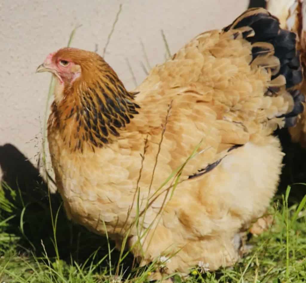 brahma chicken