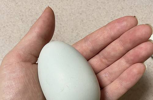 giant egg in hand