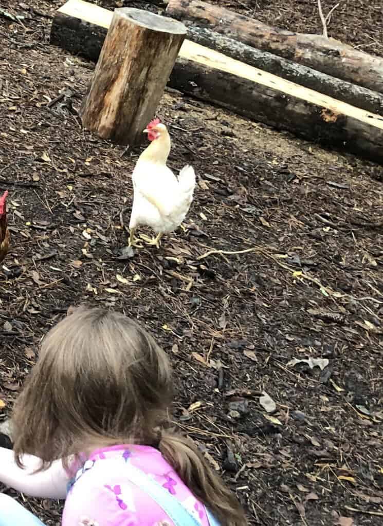 leghorn chicken with kids