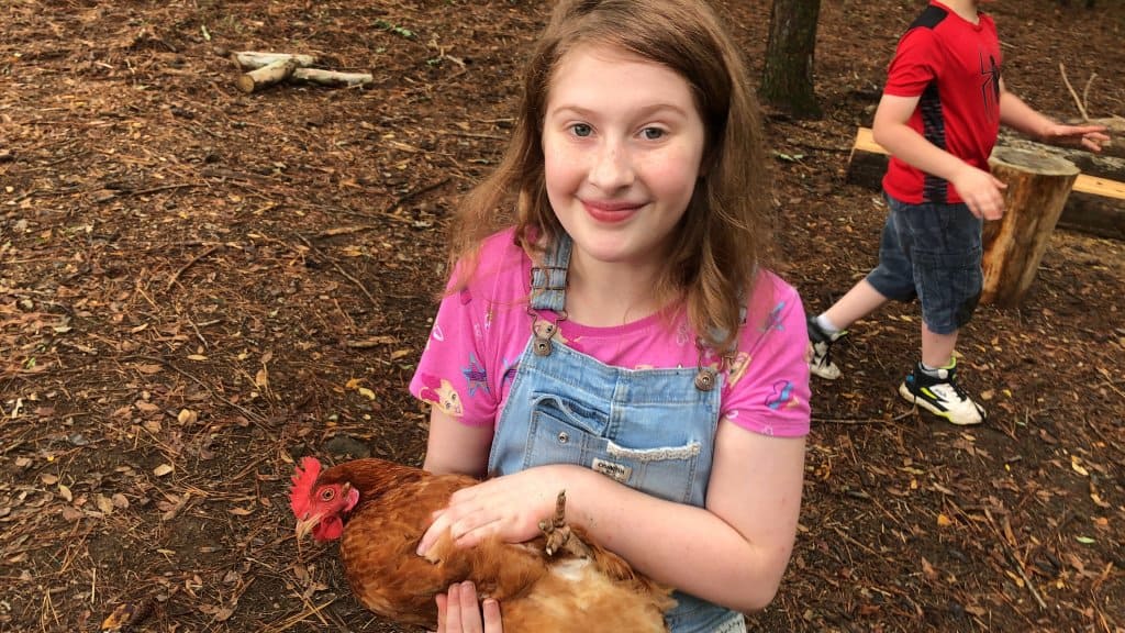 rhode island red chicken with kids