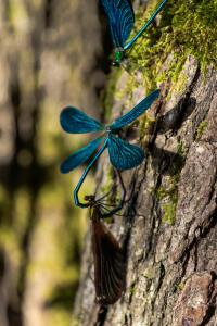 dragonflies mating habits and behavior
