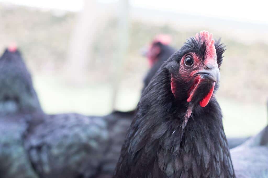 australorp