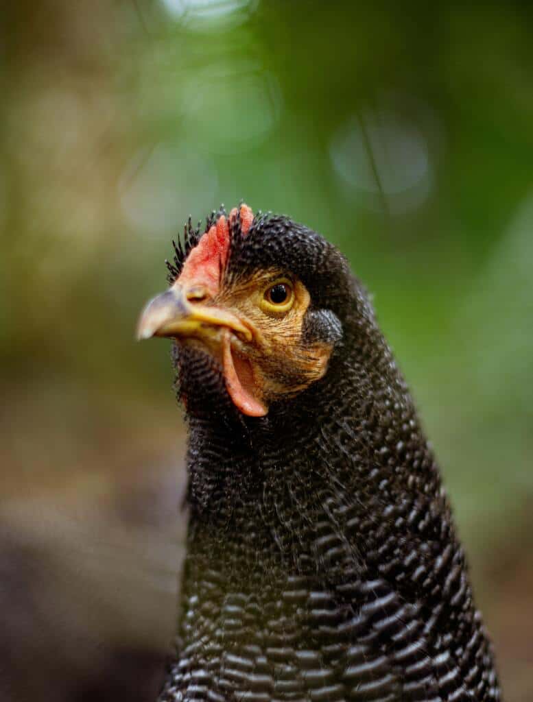 barred plymouth rock chicken