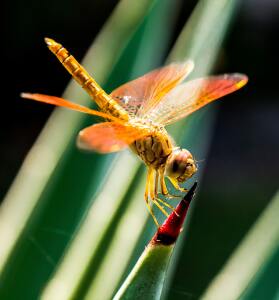 dragonflies in the gardan