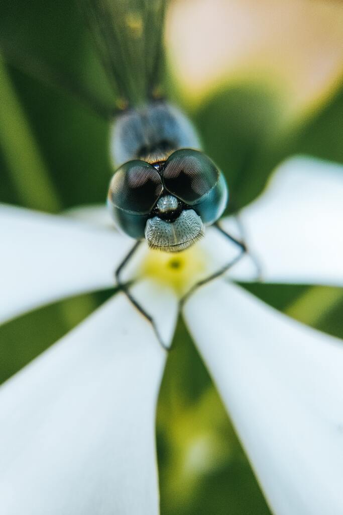 dragonfly anatomy eyes
