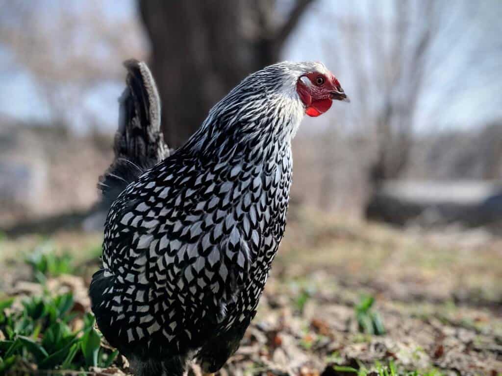 wyandotte chicken