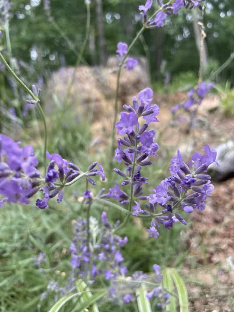 Lovely Purple Lavender Vera in my herbal tea garden
