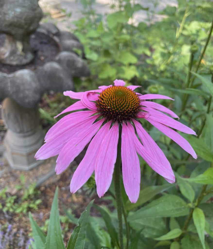 My herbal tea garden on the east side of my home.