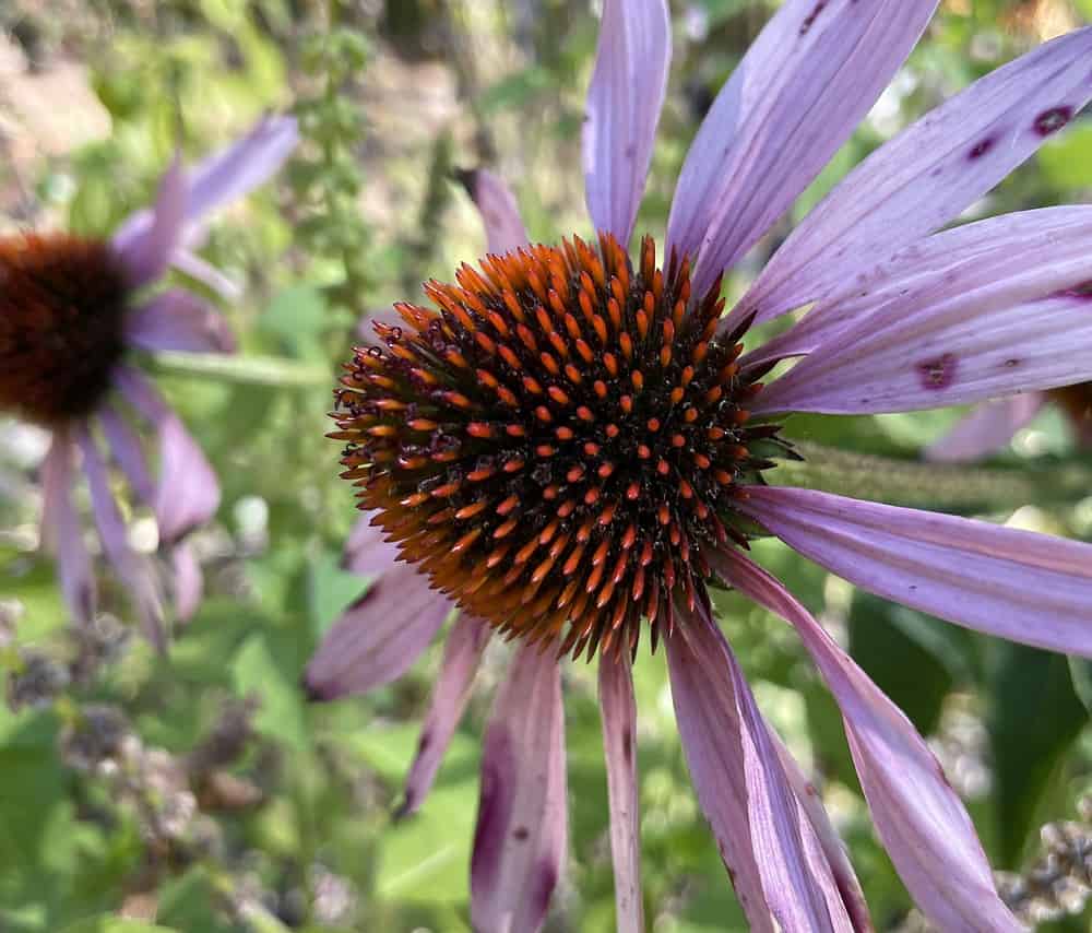 Echinacea in my herbal tea garden in North Carolina, Zone 7b