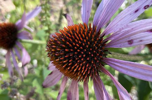 Echinacea in my herbal tea garden in North Carolina, Zone 7b