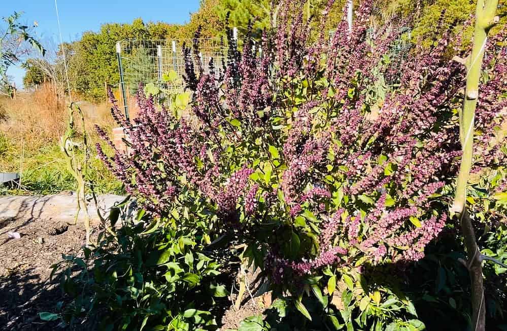 growing basil: cinnamon basil in my garden