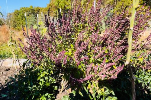 growing basil: cinnamon basil in my garden