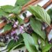 cinnamon basil in bloom