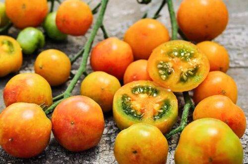 The Isis Candy tomato sliced cherry