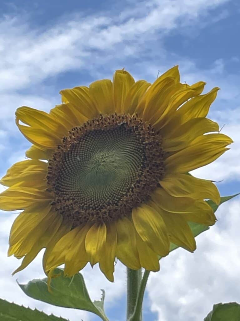 golden ratio in a sunflower