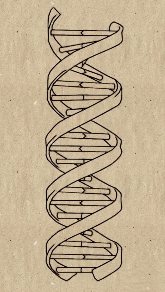 golden ratio in DNA double helix