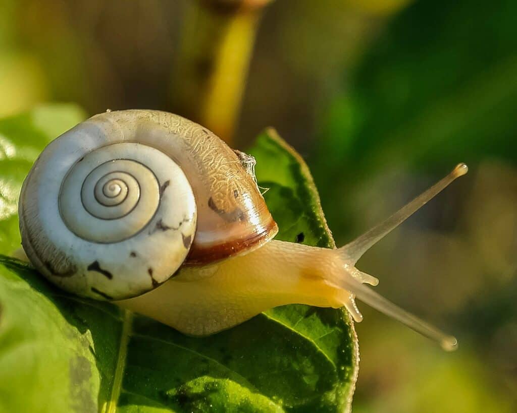 golden ratio snail