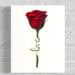 Love Rose Flowers of the Spirit Collection by Raeanna Tilly the Artist of Hope, watercolor art, floral art, scripture art